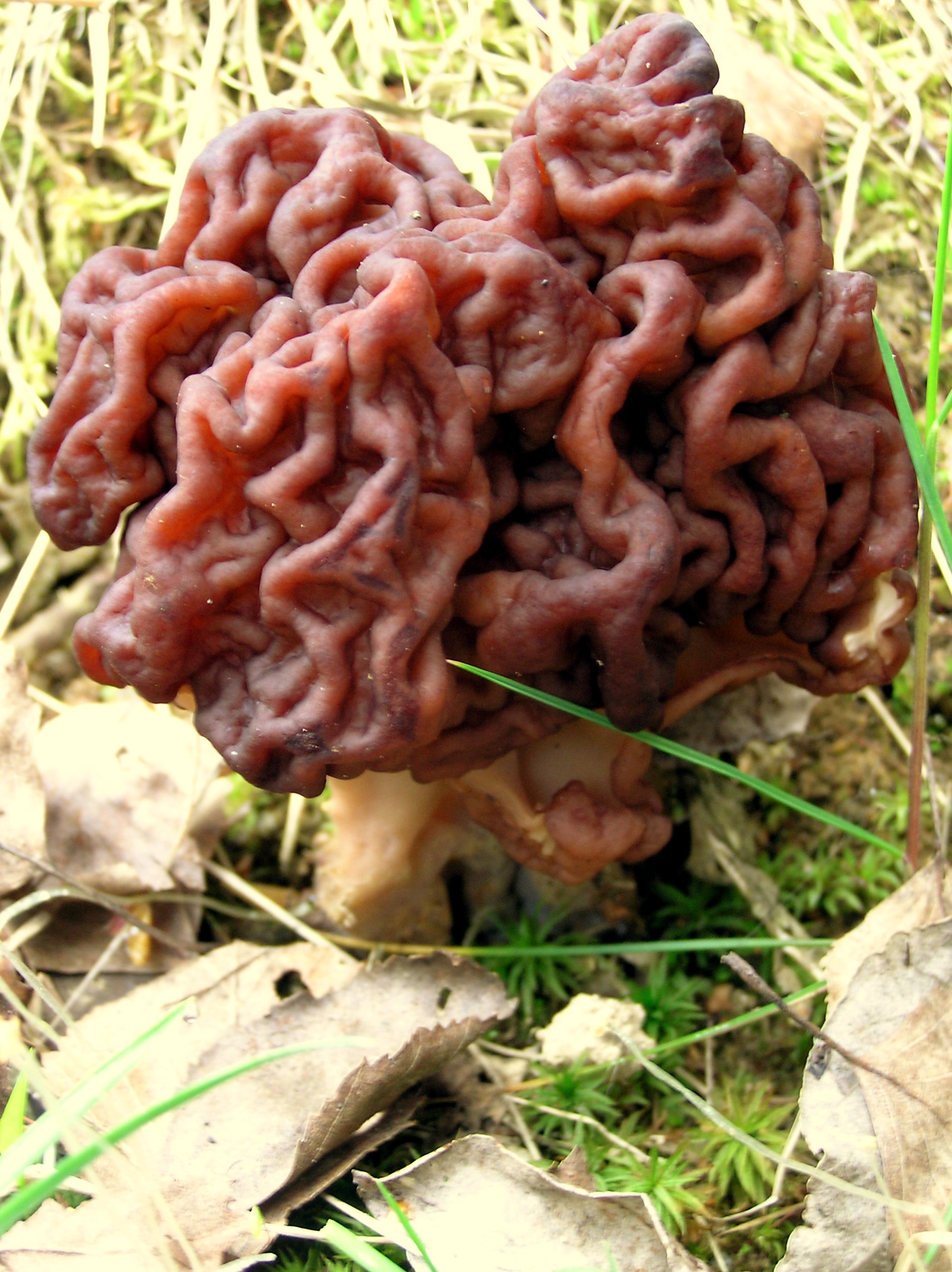 False morels